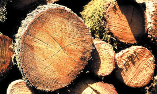 L’arbre qui cache une forêt de développement…