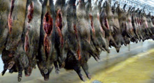 ViIlette Viandes dans le coup de feu