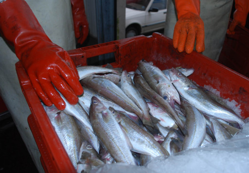 Boulogne conserve sa place de 1er port de pêche de France