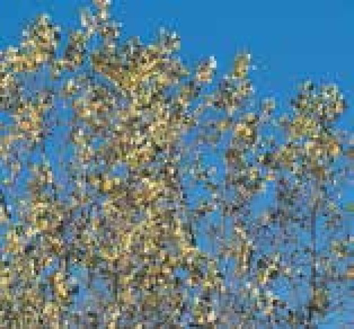 Un labo agroforestier