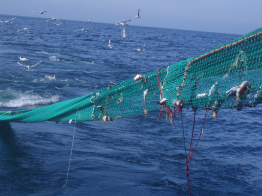 Le Comité régional des pêches pilote le programme SELECFISH