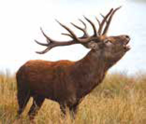 L'essentiel de Moselle