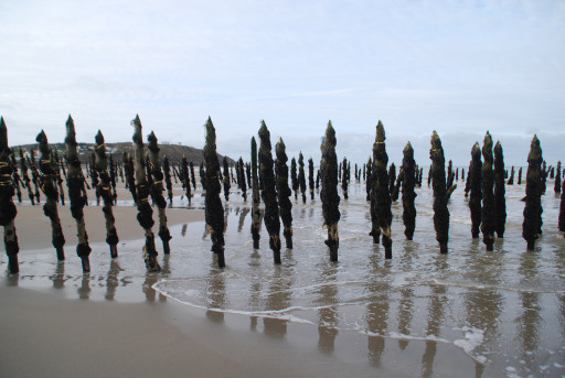 Horizon dégagé pour la moule de bouchot des deux Caps
