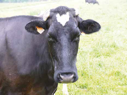 Oui à la ferme des “1 000 vaches”