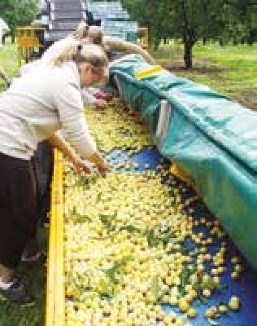 L’arboriculture, «DAR-DAR»