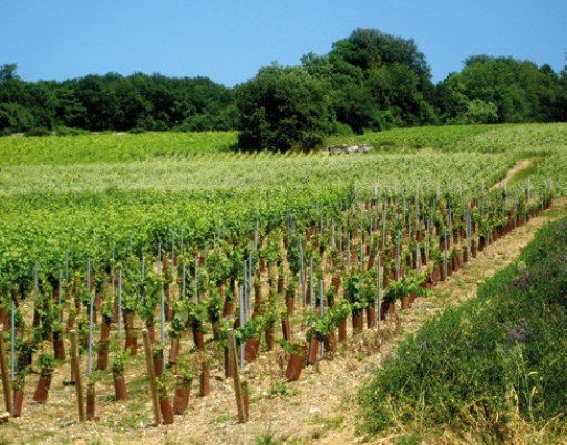 Le luxe pour se démarquer