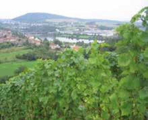 Agriculture: Les vins lorrains en vedette