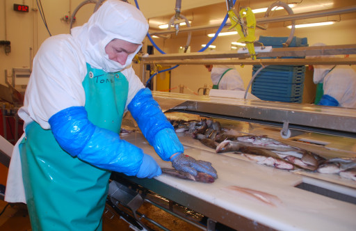 Le leader du saumon recrute au port de Boulogne-sur-Mer