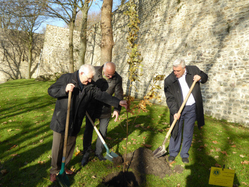 Les Lions Clubs plantent cent chênes pour leur centenaire