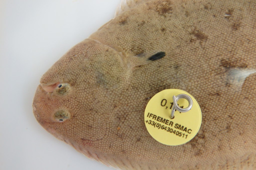 Dans la Manche, le programme SMAC suit les soles à la trace