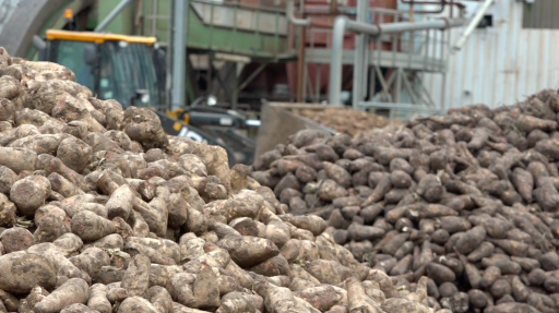 Dernière ligne droite pour la récolte de chicorée