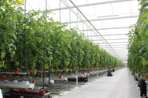Arques, capitale de la tomate