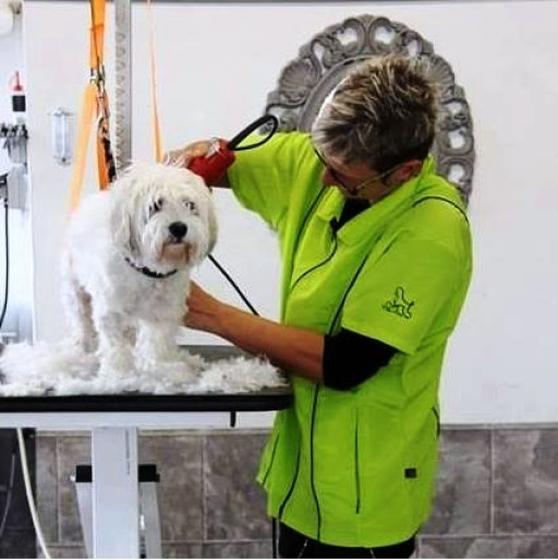 Madog : Votre animal est entre de bonnes mains !