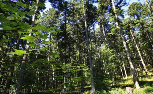 La Région Grand Est en pole position