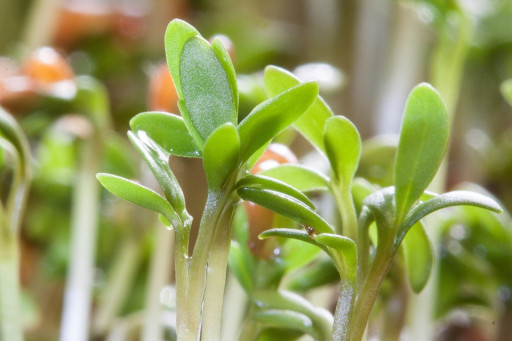 Oise : Innocress met le cresson en valeur
