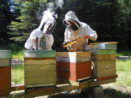 GAEC Miels et Saveurs : Une miellerie en pleine nature