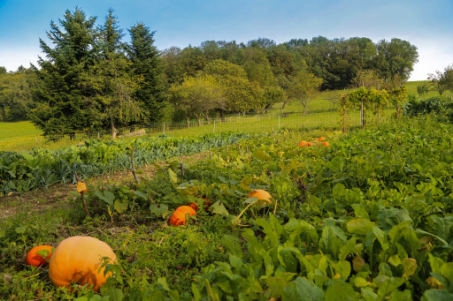 L'agriculture bio pousse dans les Hauts-de-France