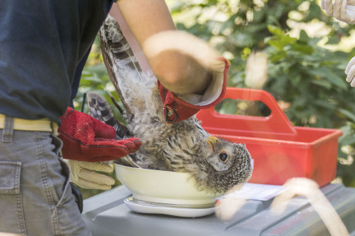 Des chouettes de l’Oural réintroduites en Bavière.
