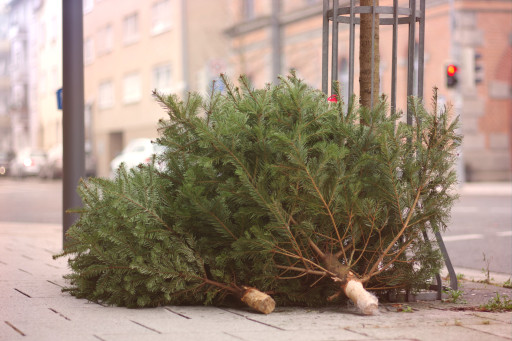 Une collecte de sapins dans le Beauvaisis
